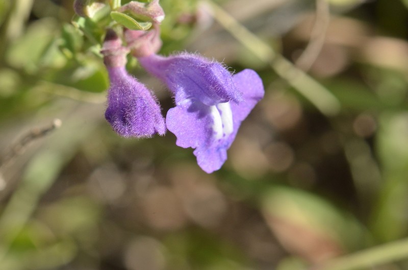 Sticky Skullcap photo 8