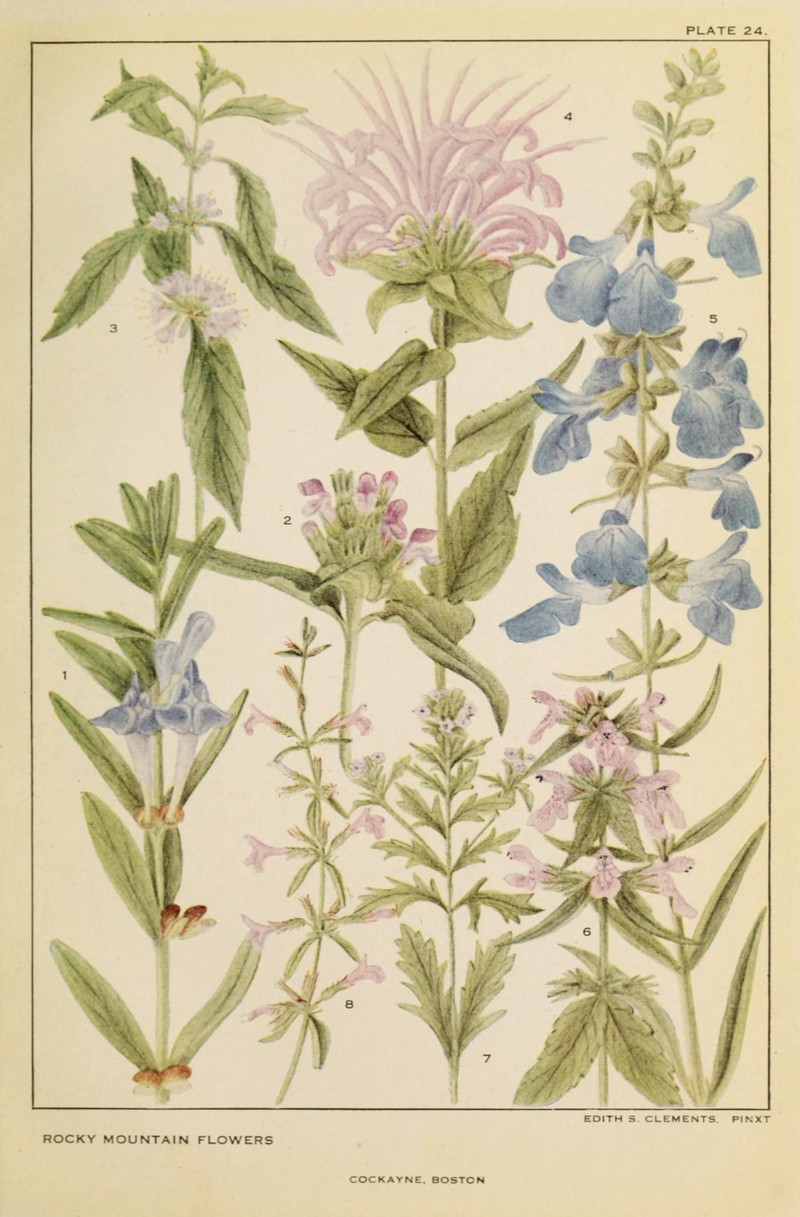 Sticky Skullcap photo 2
