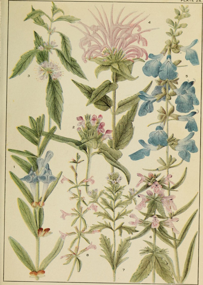Sticky Skullcap photo 4