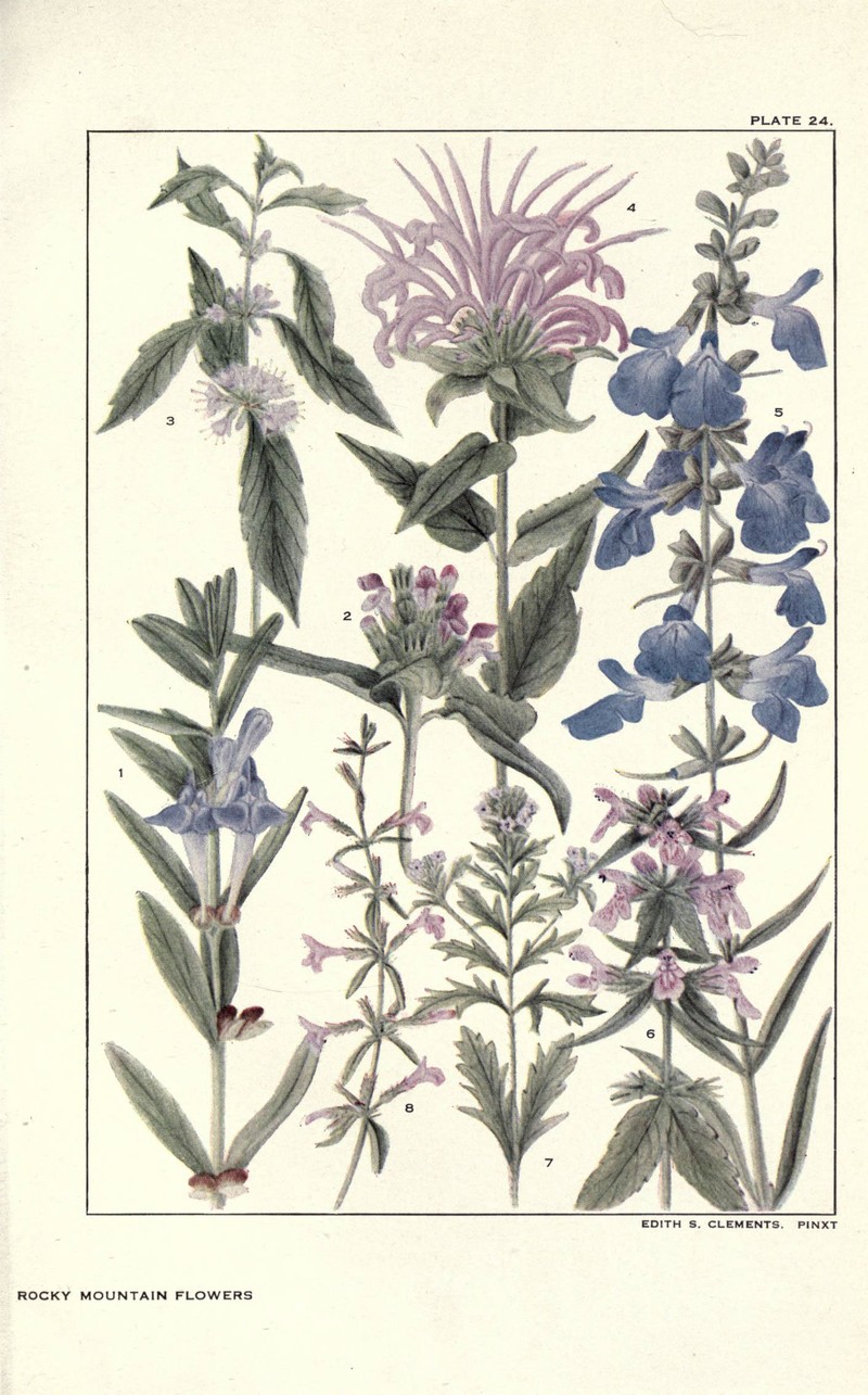 Sticky Skullcap photo 5