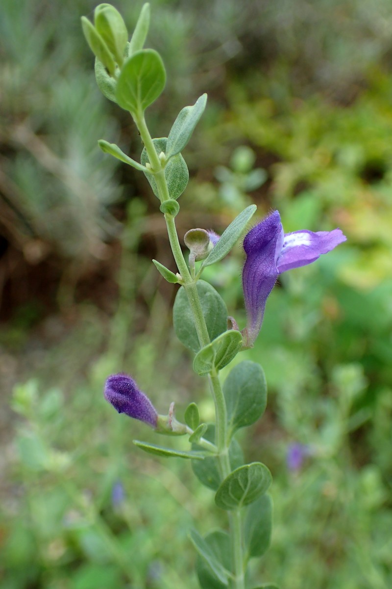Sticky Skullcap