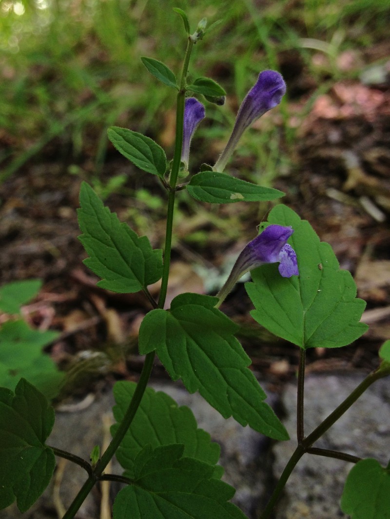 Smooth Rock Skullcap