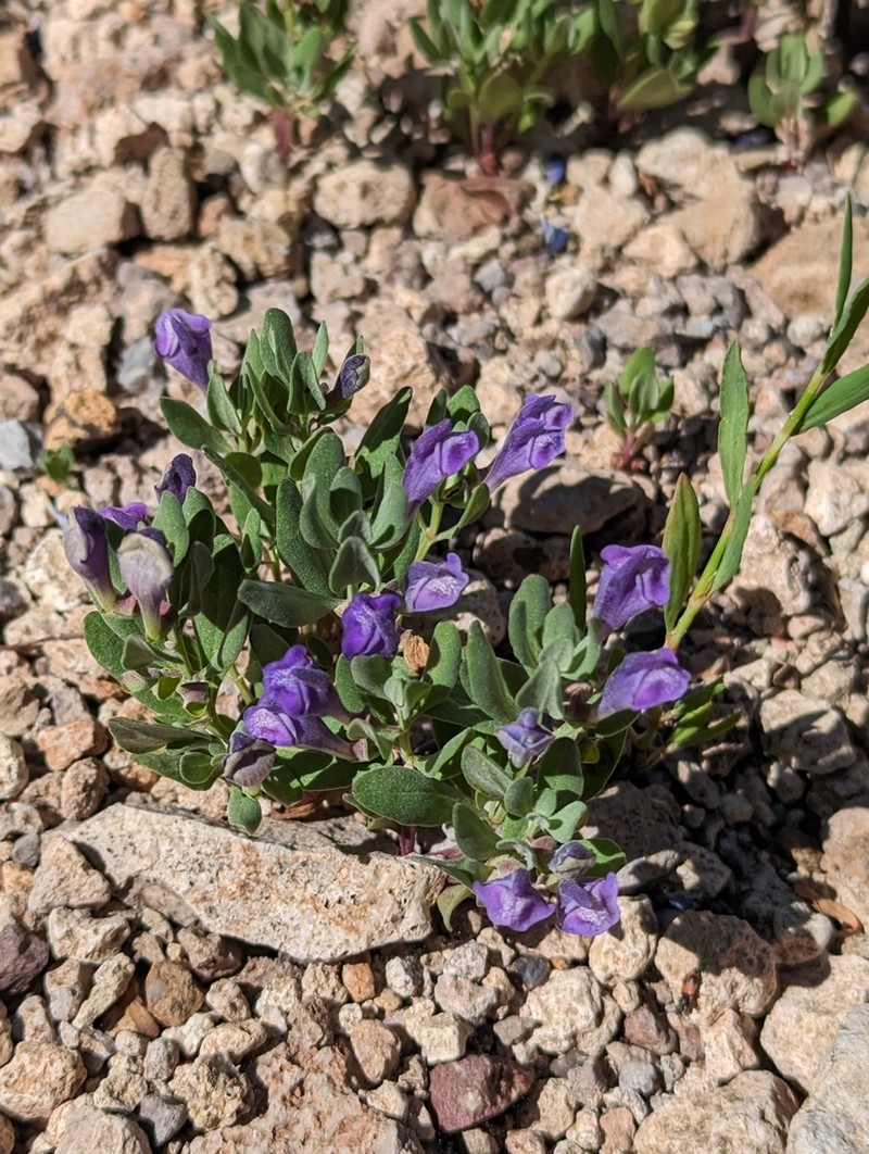 White Pine Skullcap