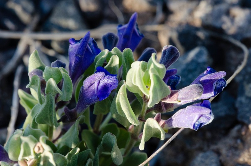 White Pine Skullcap photo 2