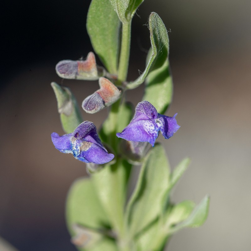 White Pine Skullcap photo 3