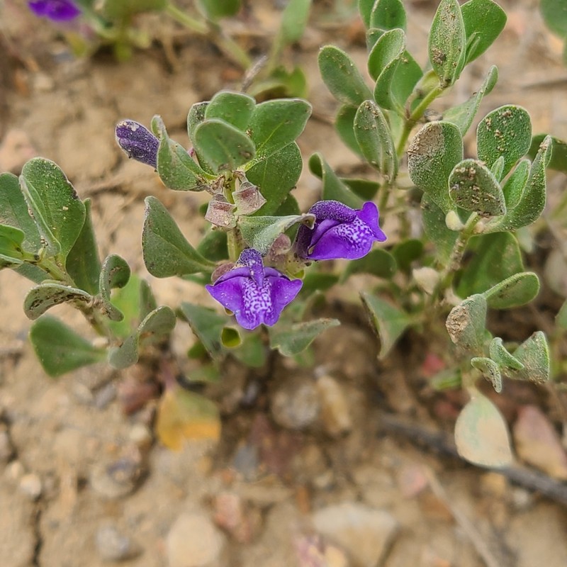 White Pine Skullcap photo 6