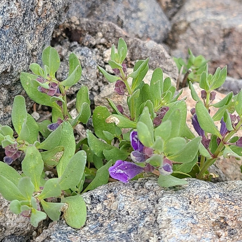 White Pine Skullcap photo 7