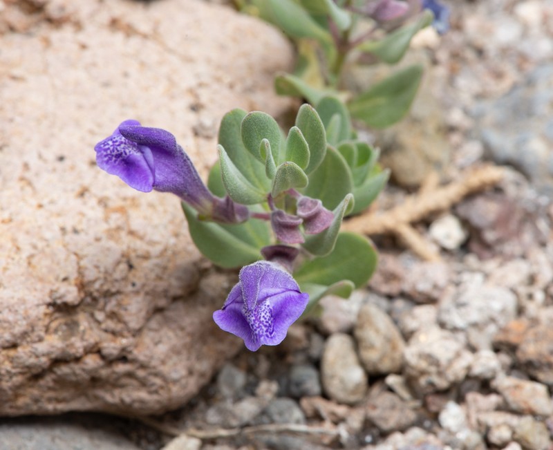 White Pine Skullcap photo 8