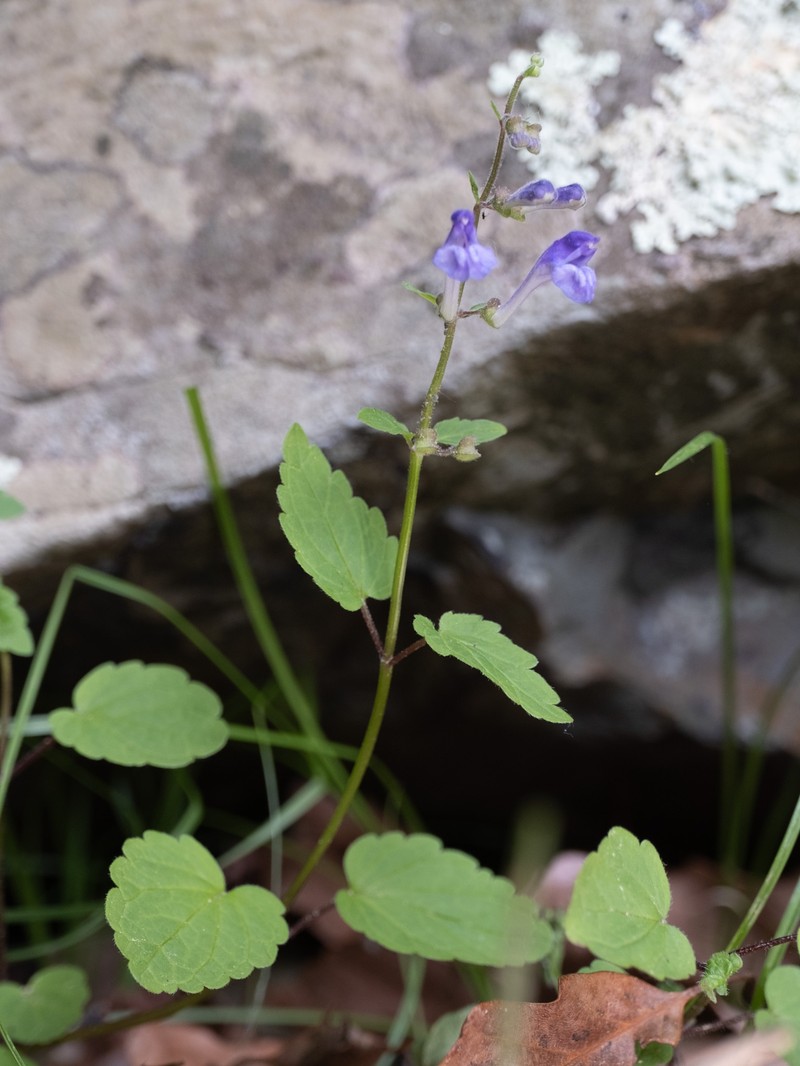 Smooth Rock Skullcap