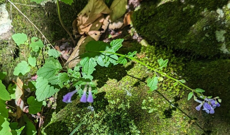 Smooth Rock Skullcap photo 2
