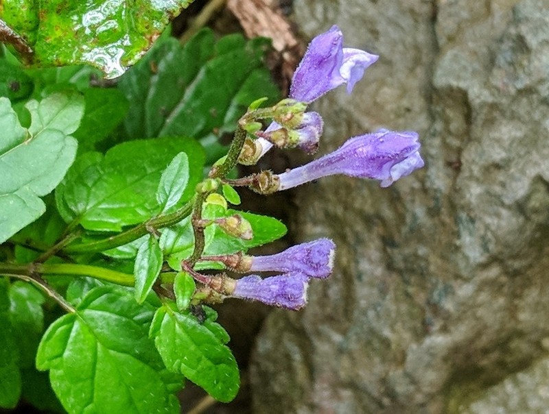 Smooth Rock Skullcap photo 3