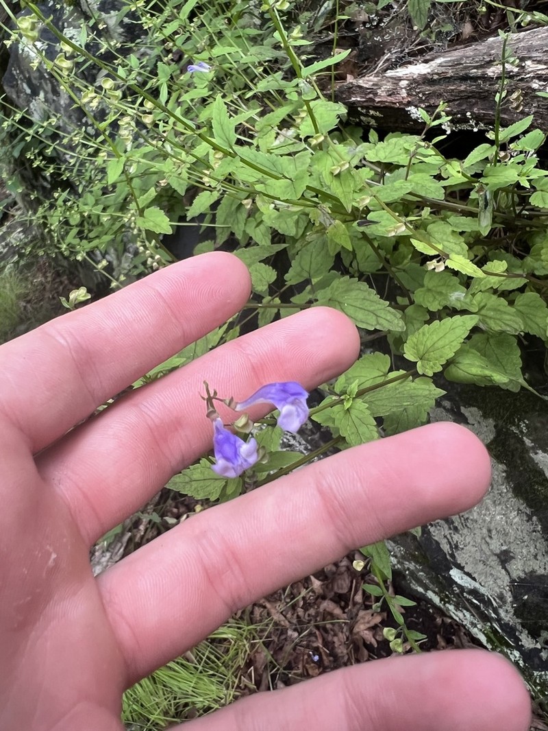 Smooth Rock Skullcap photo 4