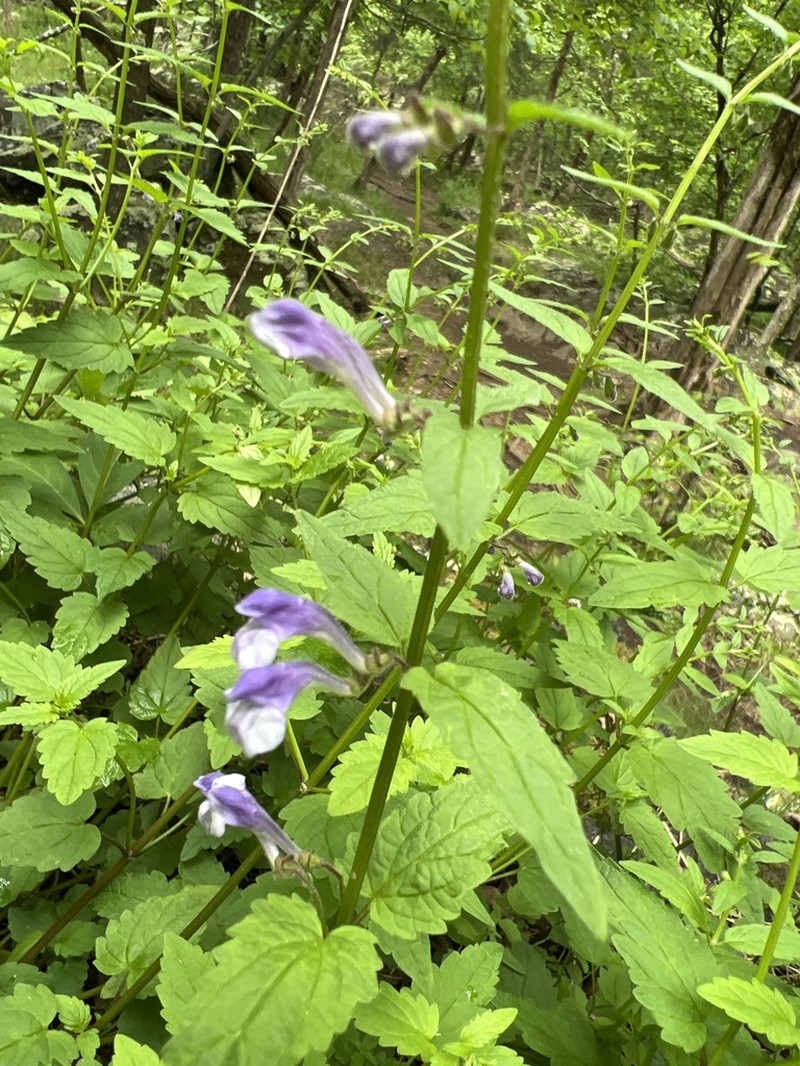 Smooth Rock Skullcap photo 5