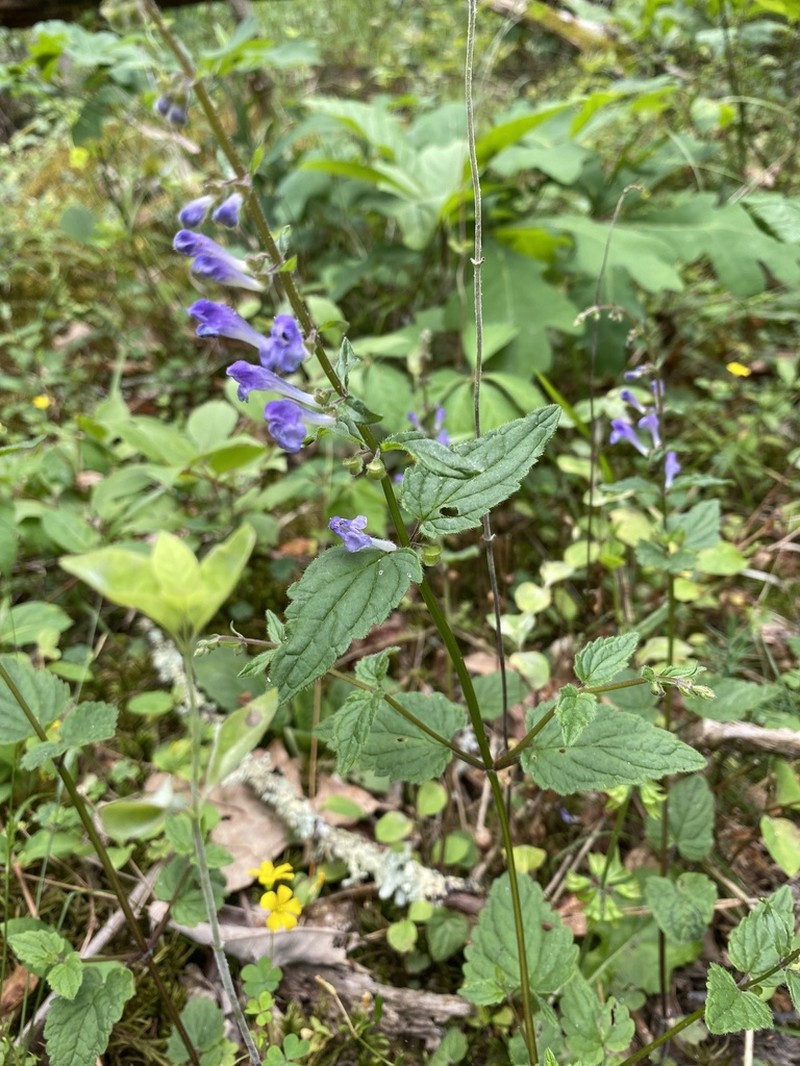 Smooth Rock Skullcap photo 6