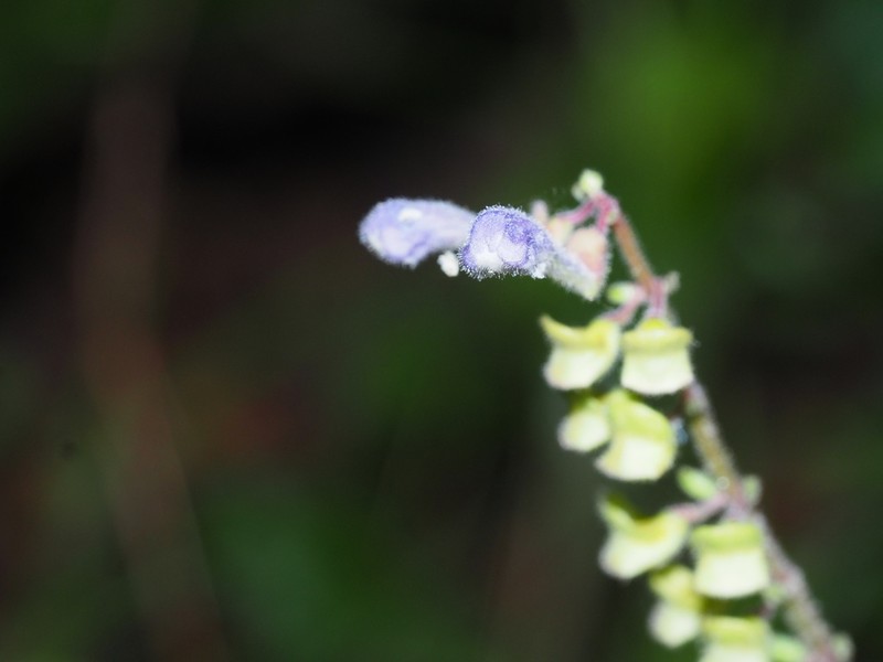 Smooth Rock Skullcap photo 7