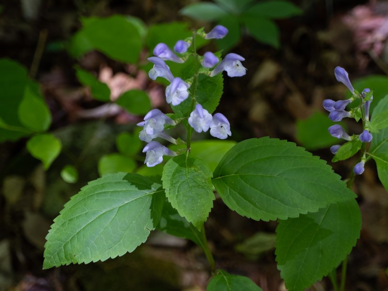 Showy Skullcap