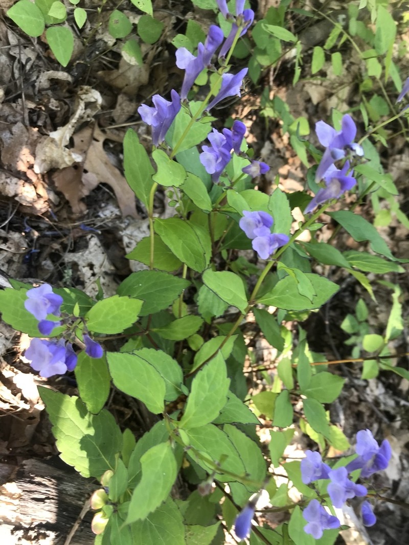 Showy Skullcap photo 2