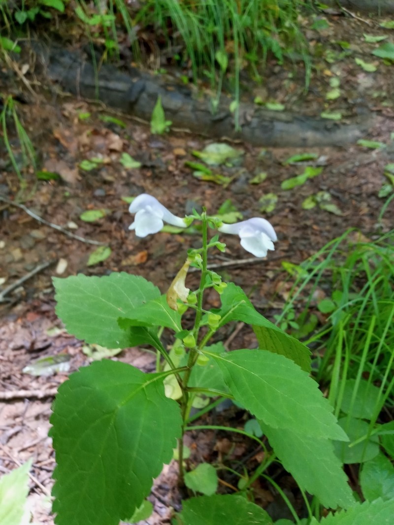 Showy Skullcap photo 3