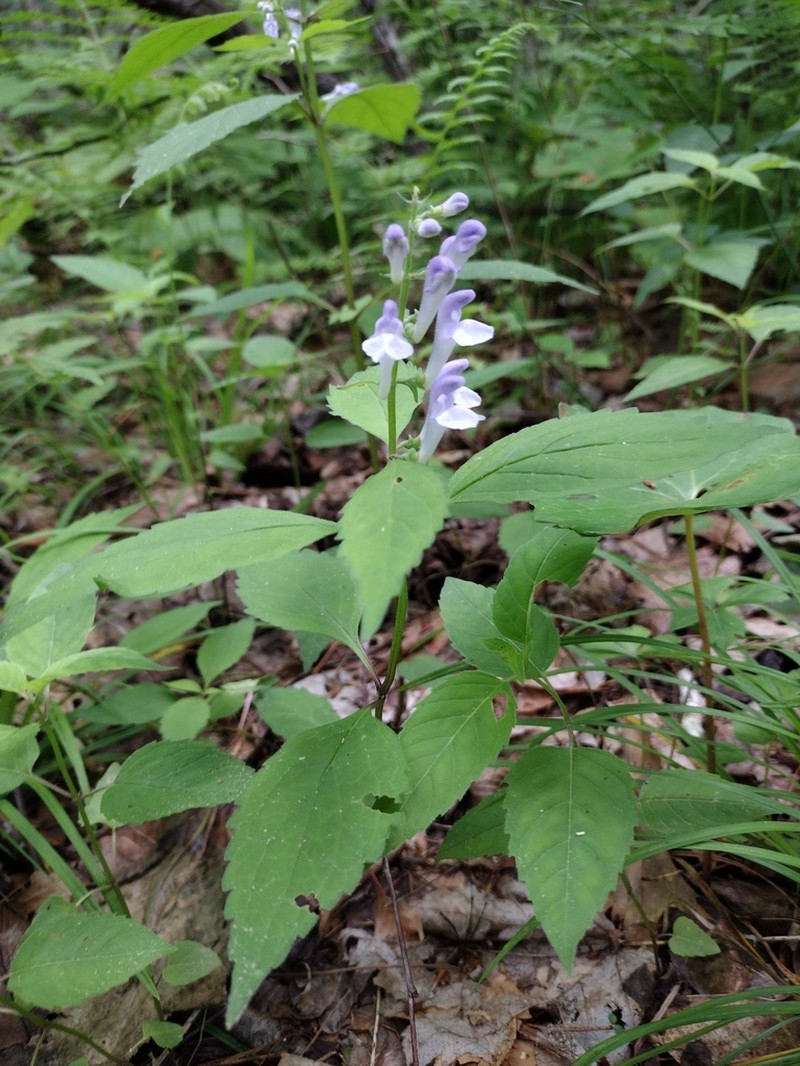 Showy Skullcap photo 4