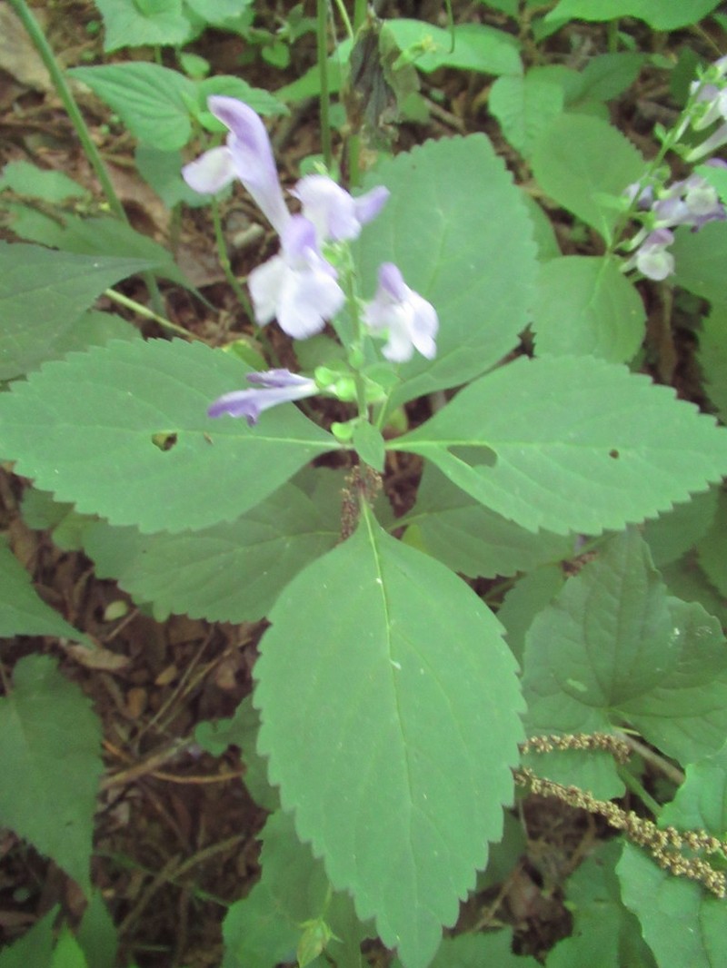 Showy Skullcap photo 5