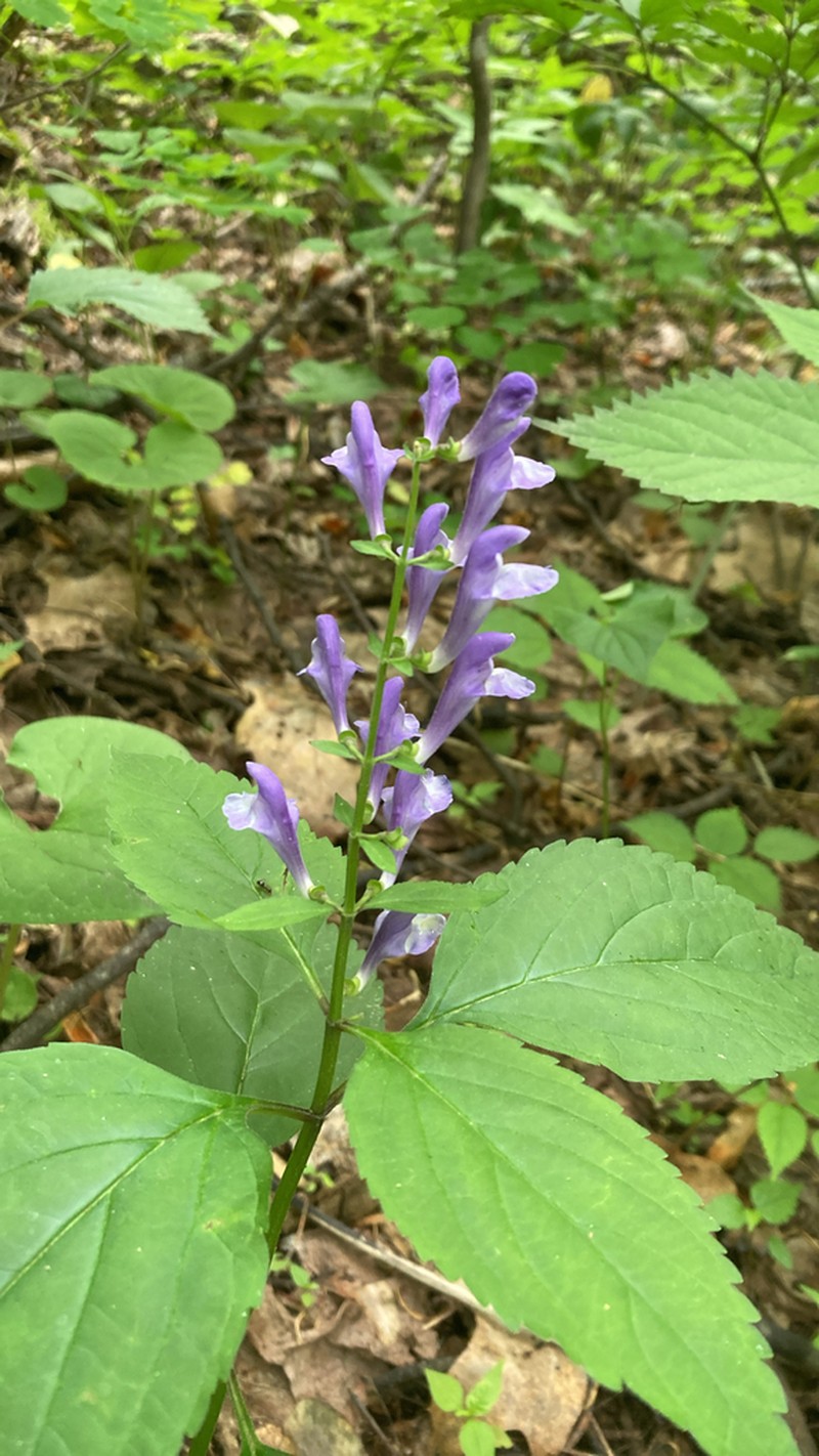 Showy Skullcap photo 6