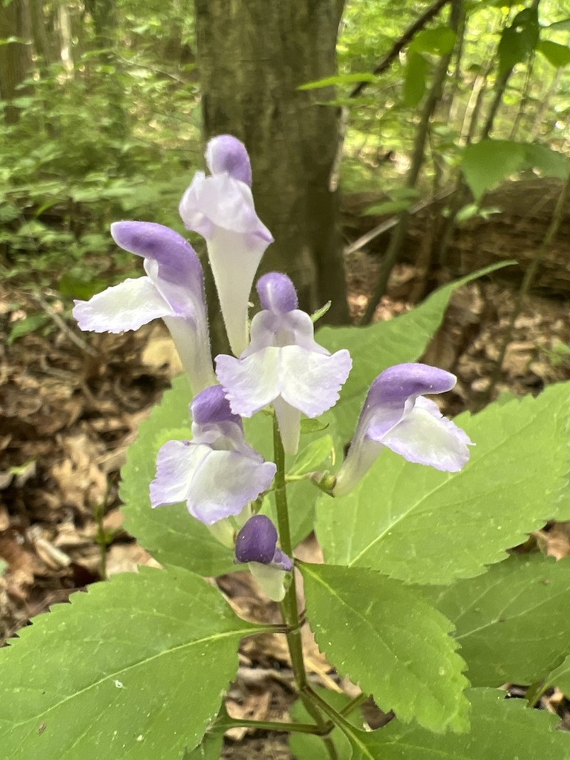 Showy Skullcap photo 7
