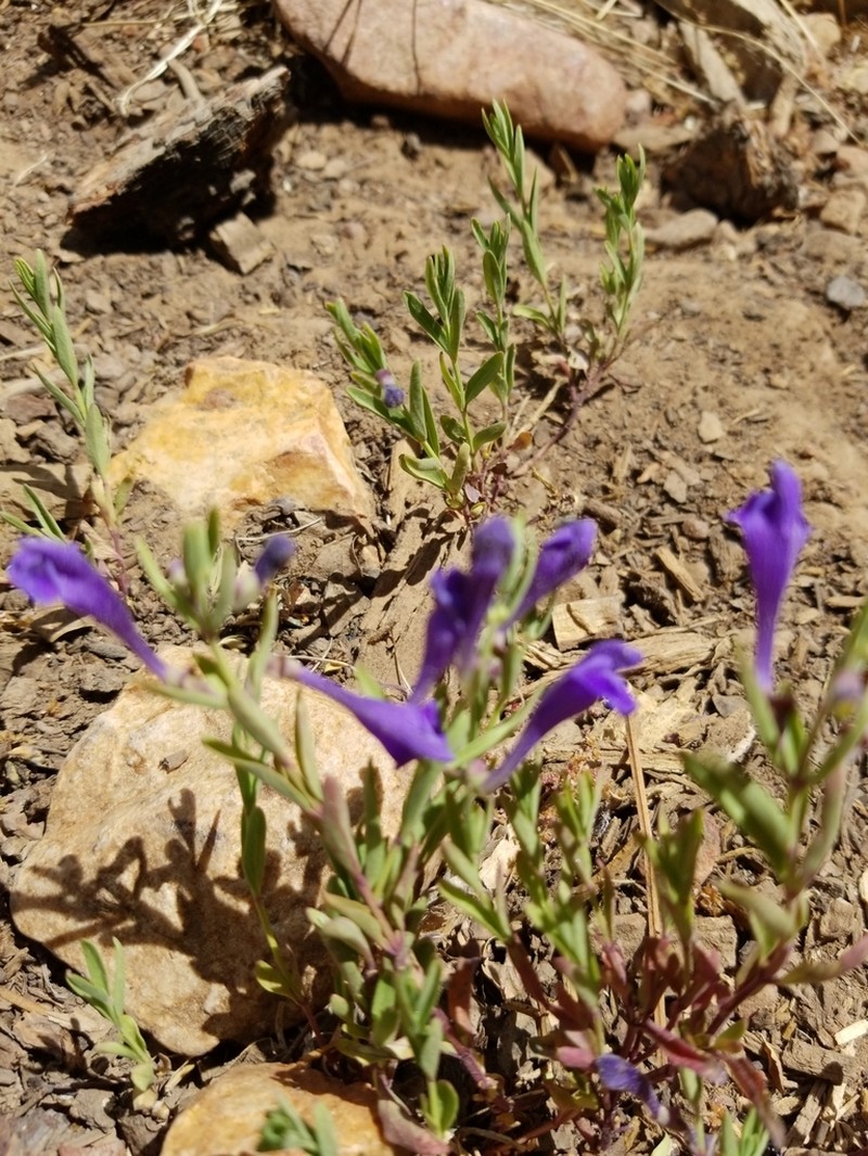 Grayleaf Skullcap