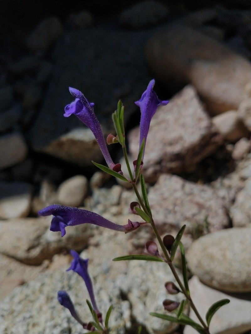 Grayleaf Skullcap photo 2