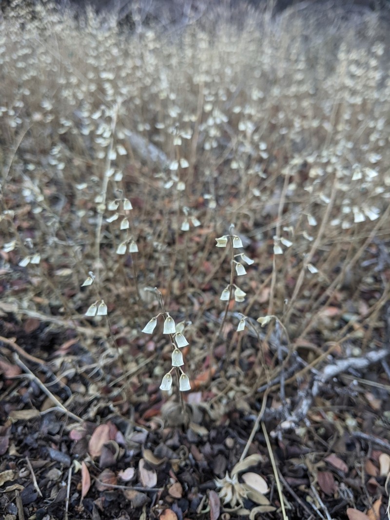 Grayleaf Skullcap photo 3