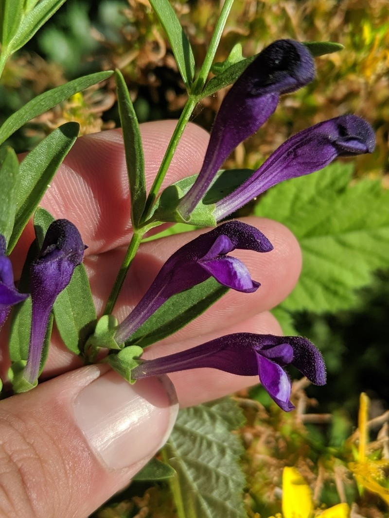 Grayleaf Skullcap photo 4