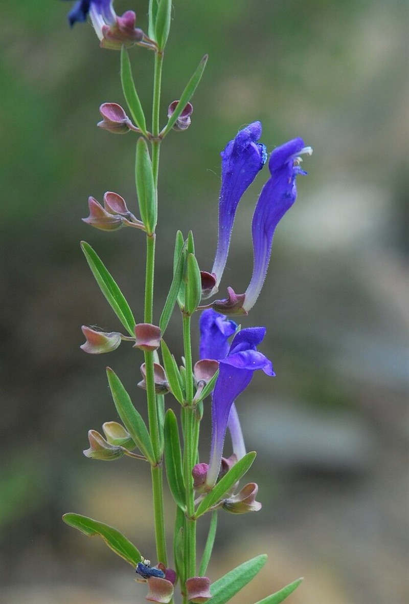 Grayleaf Skullcap photo 5