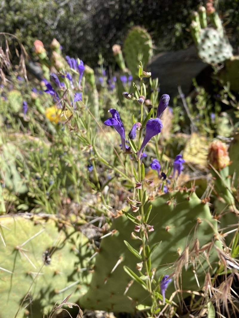 Grayleaf Skullcap photo 6