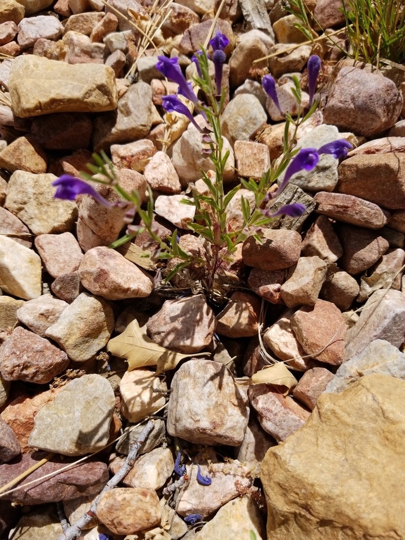 Grayleaf Skullcap photo 7