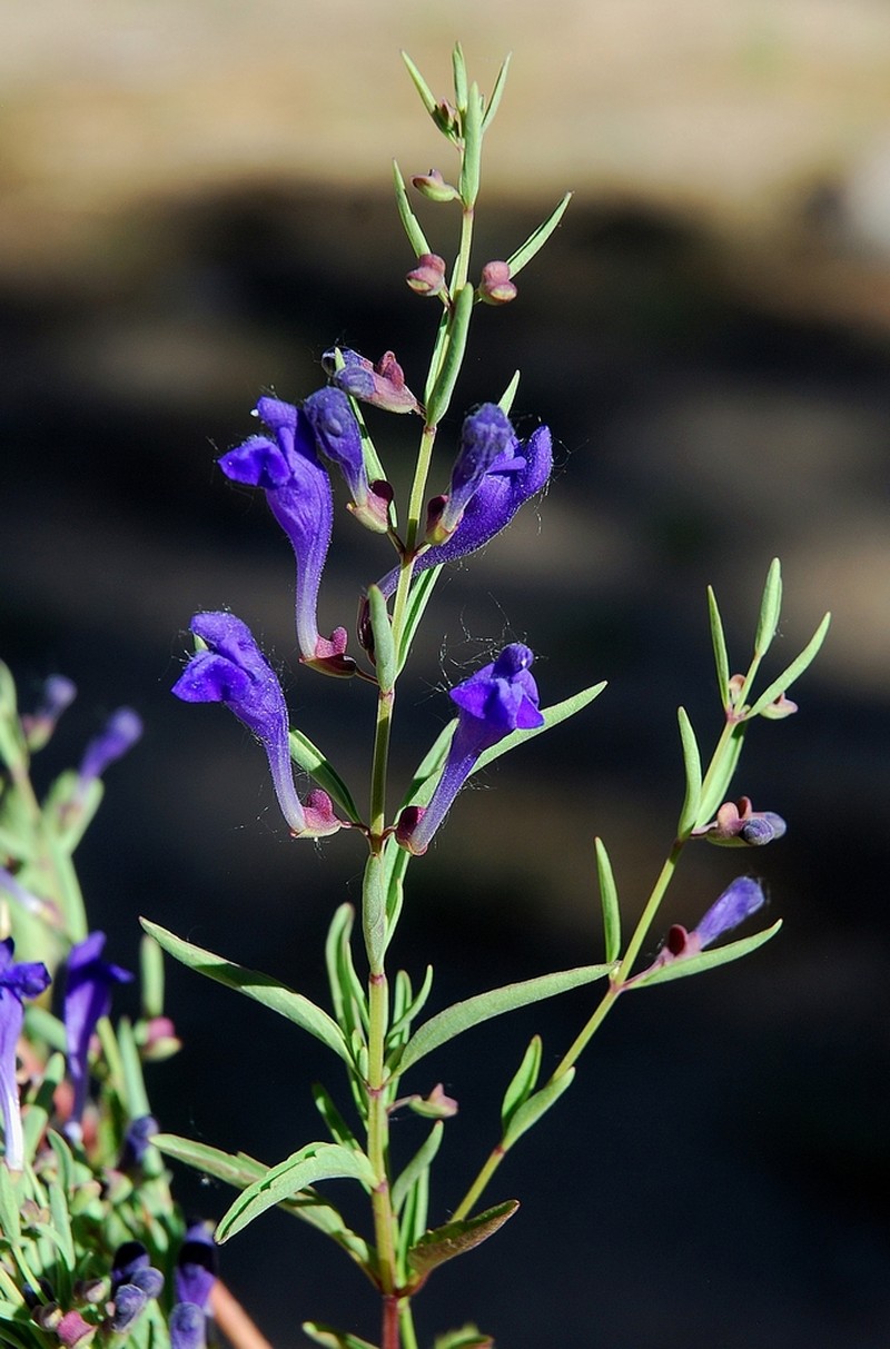 Grayleaf Skullcap photo 8