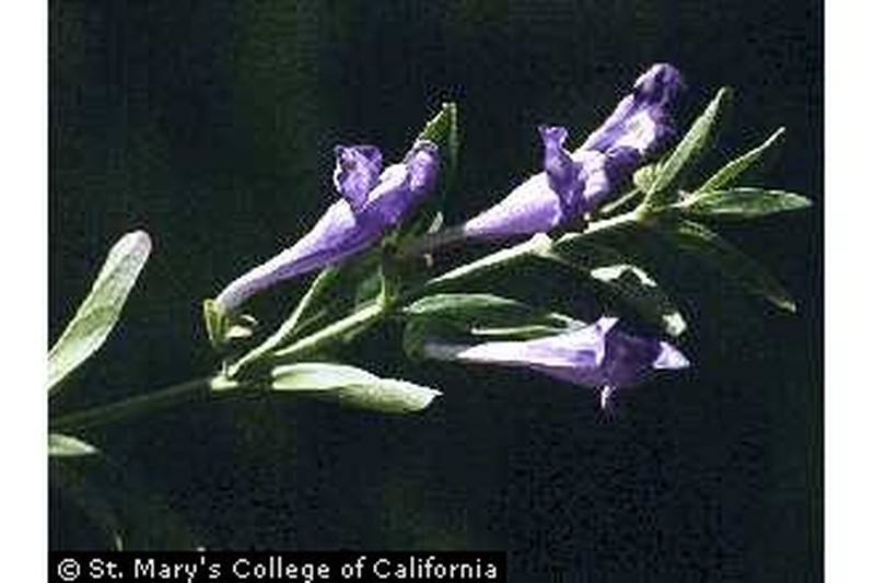 Grayleaf Skullcap