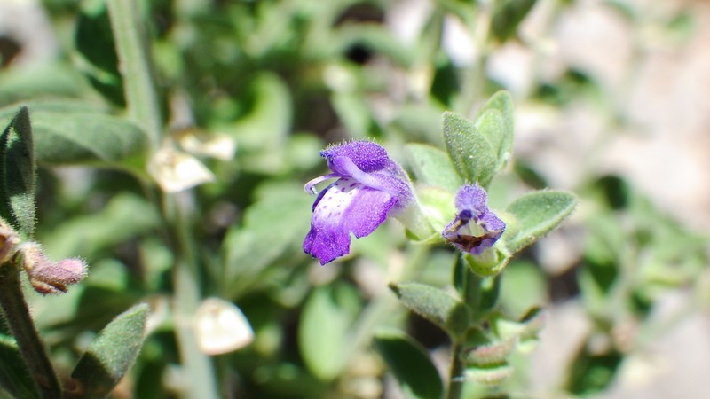Texas Skullcap