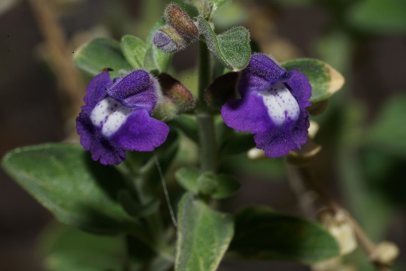 Texas Skullcap photo 2