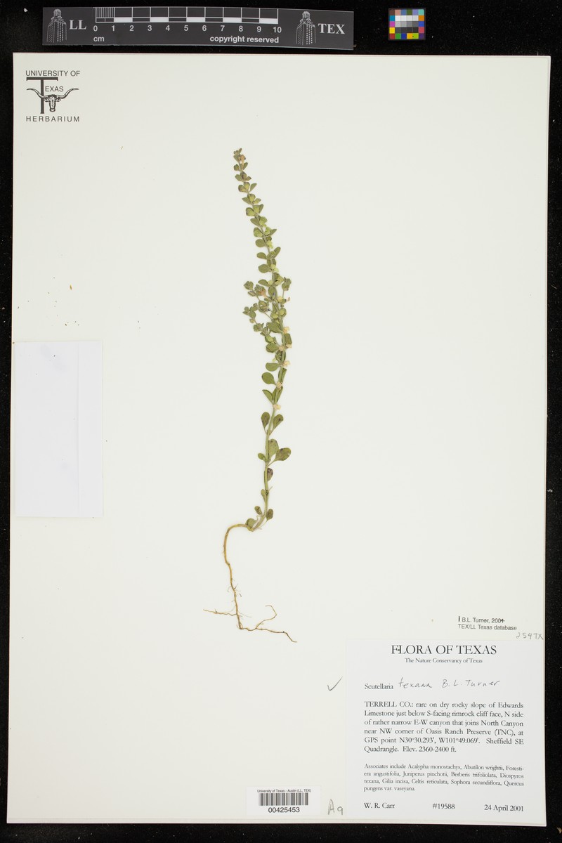 Texas Skullcap photo 4