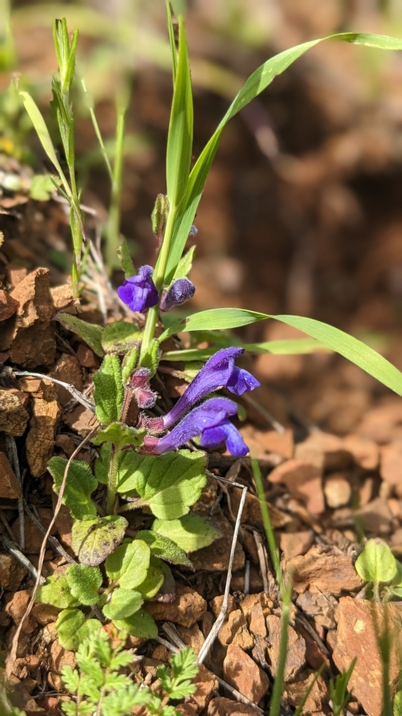 Danny's Skullcap photo 4