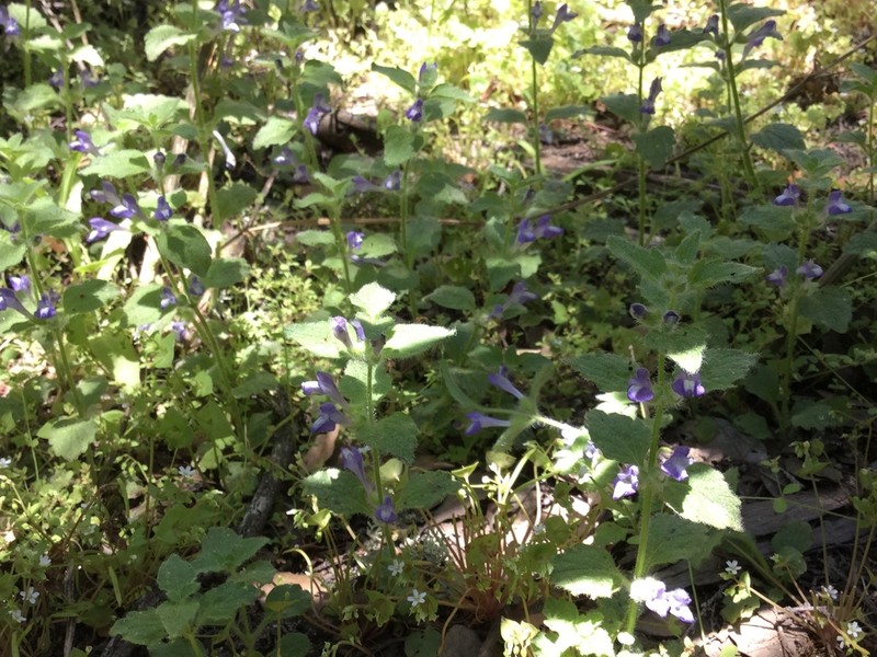 Danny's Skullcap photo 5