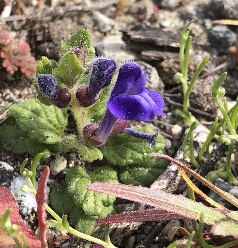 Danny's Skullcap photo 6