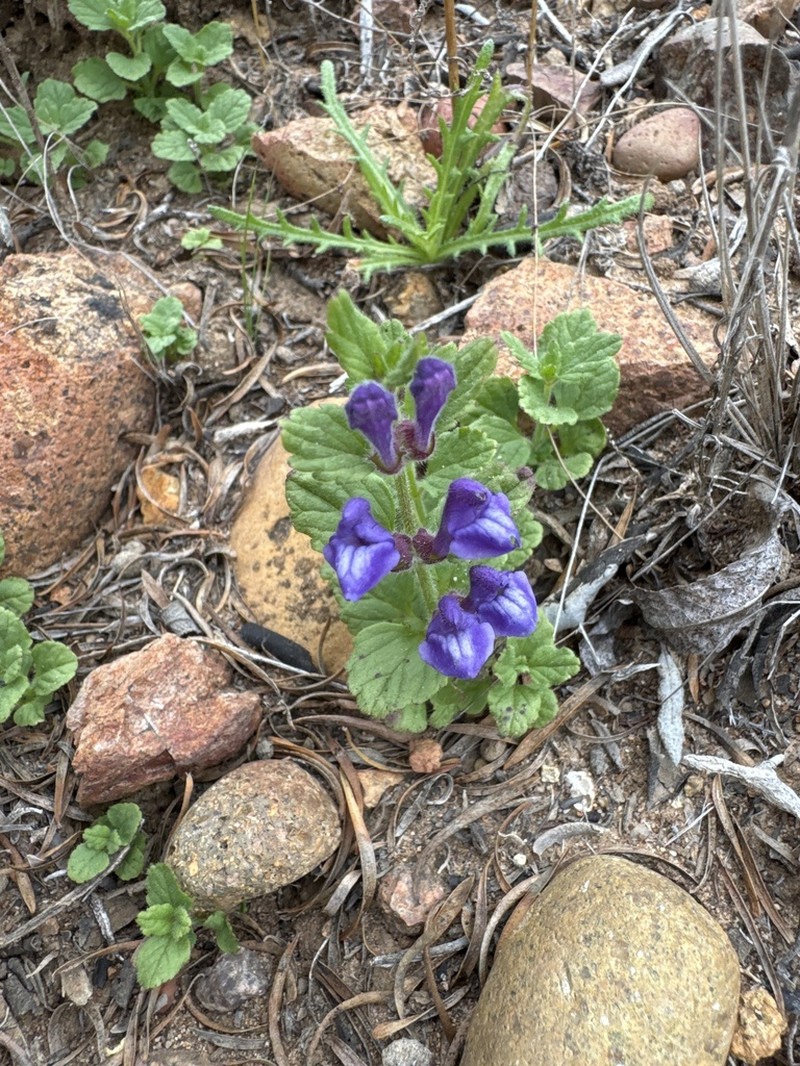 Danny's Skullcap photo 7