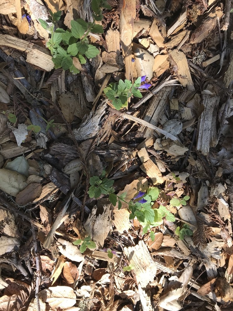 Danny's Skullcap photo 8