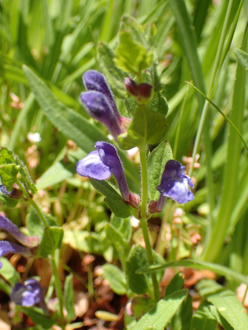 Danny's Skullcap photo 2