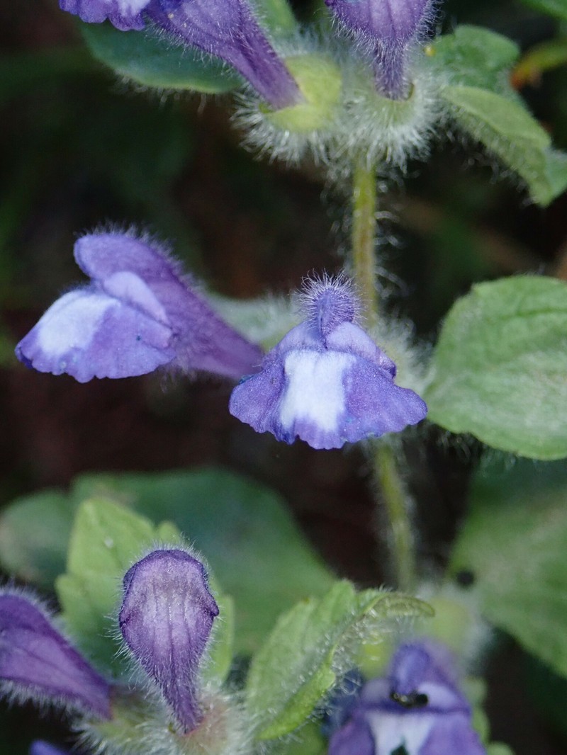 Danny's Skullcap photo 3