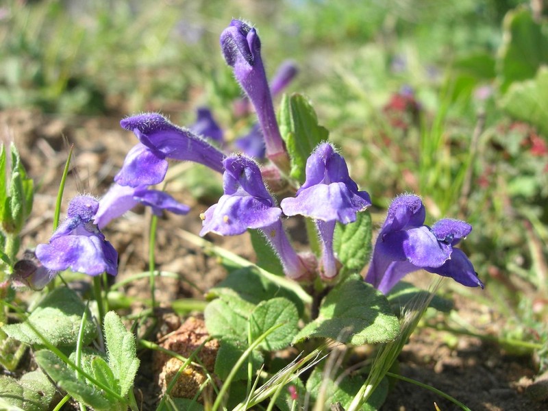 Danny's Skullcap photo 4