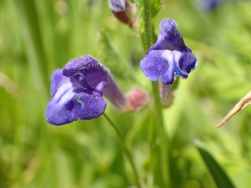 Danny's Skullcap photo 5