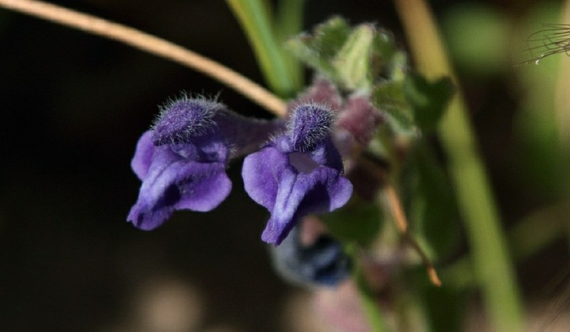 Danny's Skullcap photo 6