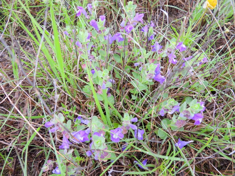 Wright's Skullcap