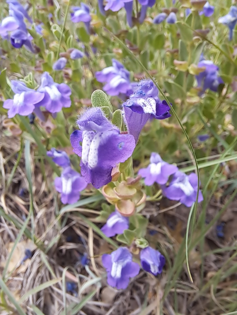 Wright's Skullcap photo 2